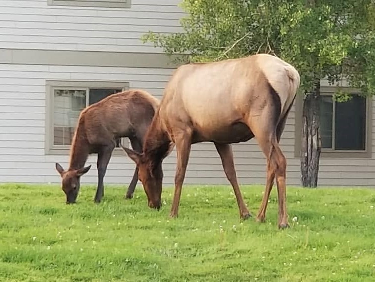 elk are wild ruminant animals