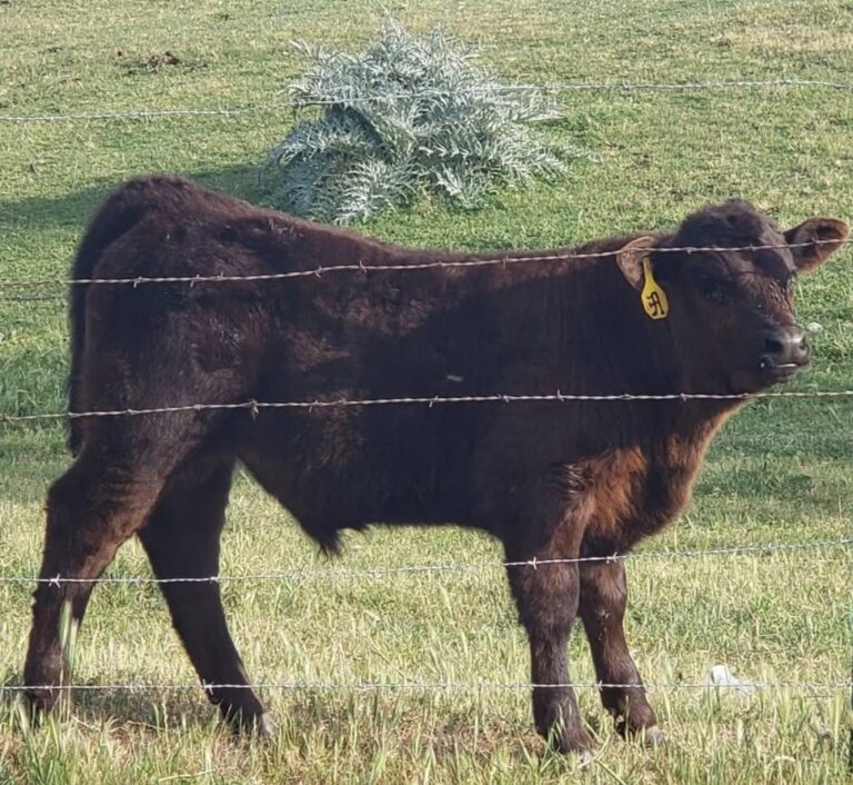 cattle are ruminant animals