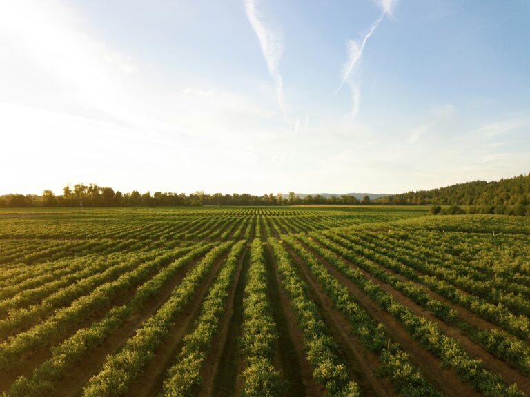 farmland