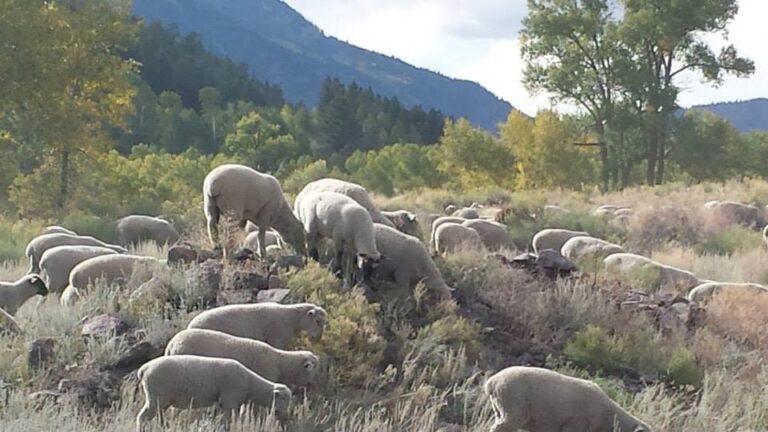 flock of sheep are ruminant animals